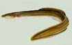 American Eel