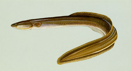 American Eel