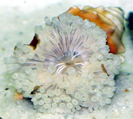 Anemone