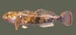 Banded Sculpin