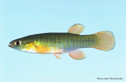 Banded Topminnow - Fundulus auroguttatus