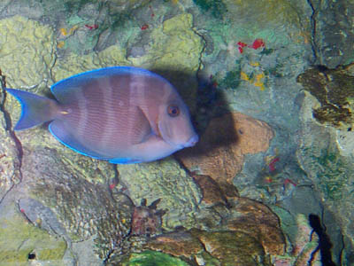 Blue Tang