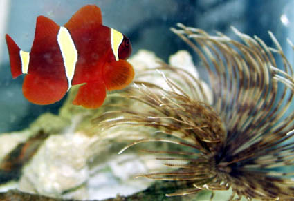 Clown Fish