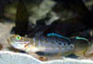 Clown Goby