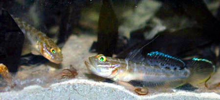 Clown goby - Microgobius gulosus