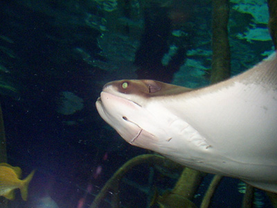 Cownose Ray