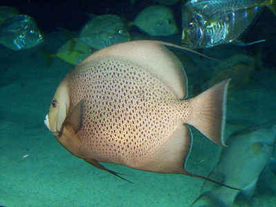 Grey Angelfish