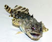 Gulf toadfish - Opsanus beta