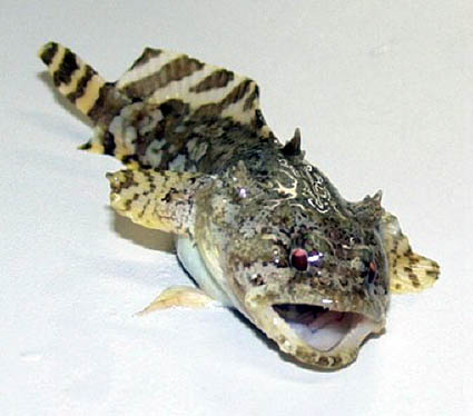 gulf-toadfish.jpg