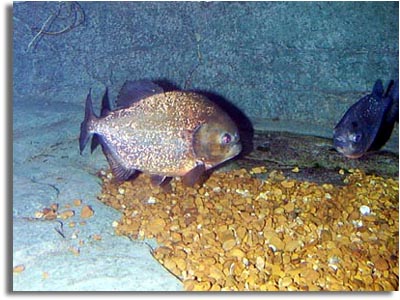 Red-bellied Piranha