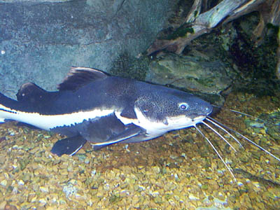 Red-tailed Catfish