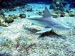 Sand Shark