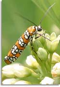 Ailanthus Webworm Moth