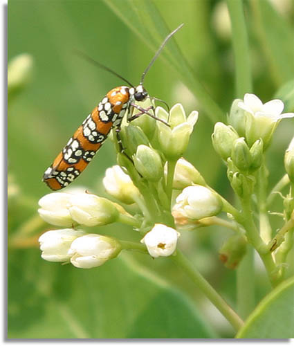 Ailanthus Webworm Moth