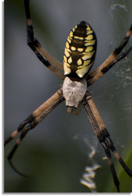 Black-yellow Argiope Spider