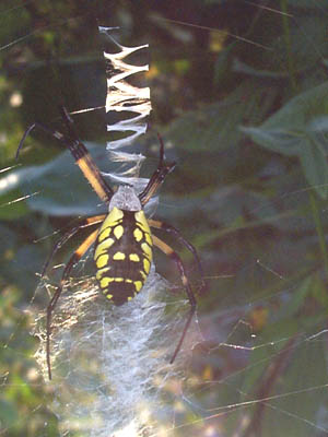 Black-yellow Argiope