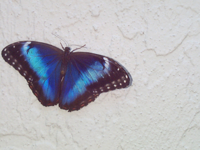 Blue Morpho