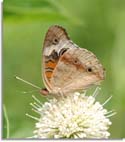 Buckeye Butterfly