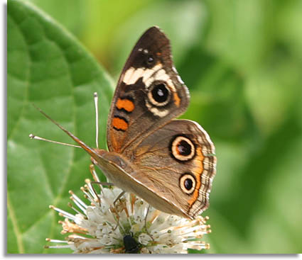 Buckeye Butterfly