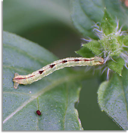 Tennessee Caterpillar on Lemon Basil