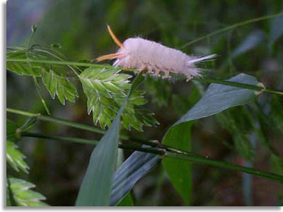 White Tennessee Caterpillar