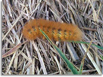 Tennessee Caterpillar