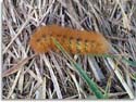 Smoky Mountain caterpillar