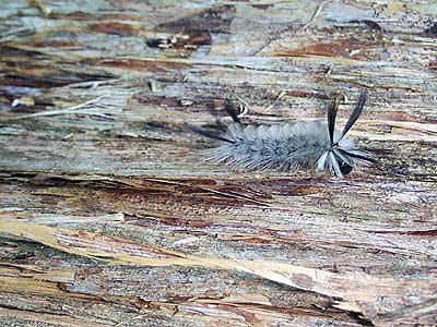 Tennessee Caterpillar