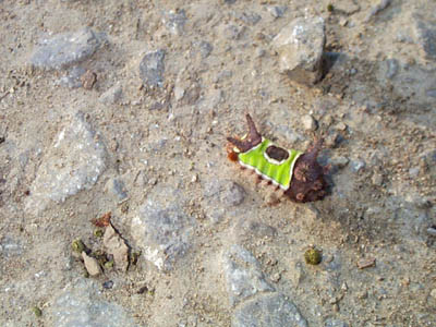 Saddleback Caterpillar