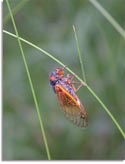 17 Year Cicada