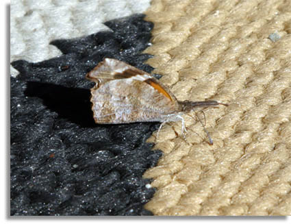 Common Snout Butterfly