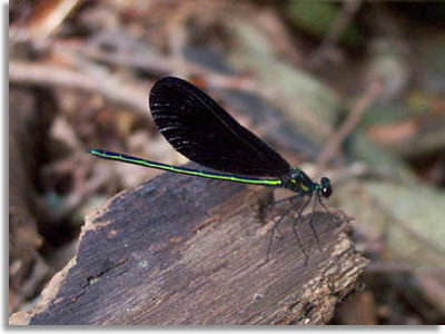 Smoky Mountain Damselfly