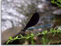 Smoky Mountain Damselfly