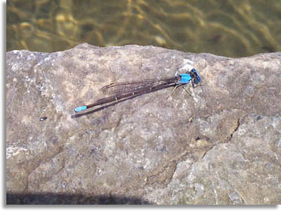 Tennessee Damselfly