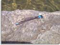 Tennessee Damselfly