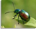 Dogbane Leaf Beetle