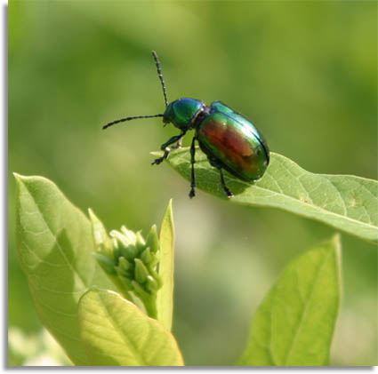 Dogbane Leaf Beetle