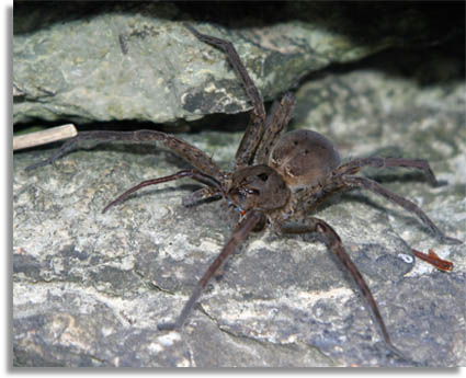 Dolomedes Fishing Spider