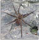 Dolomedes Fishing Spider