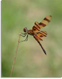 Tennessee Dragonfly