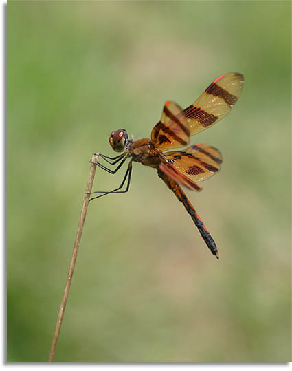 Tennessee Dragonfly