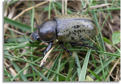 Female Eastern Hercules Beetle