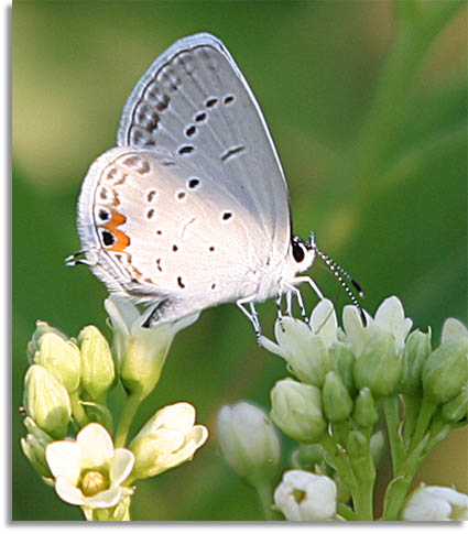 Eastern Tailed Blue