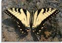 Eastern Tiger Swallowtail