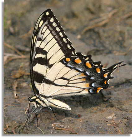 Eastern Tiger Swallowtail