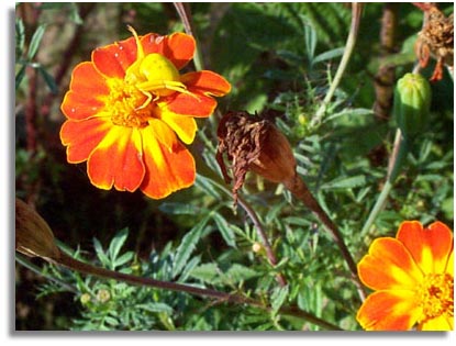 Goldenrod Spider