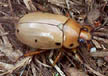 Grapevine Beetle