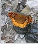 Great Spangled Fritillary