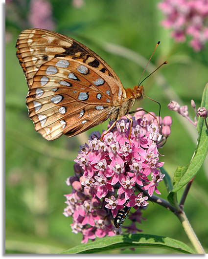 Great Spangled Fritillary