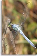 Green Darner